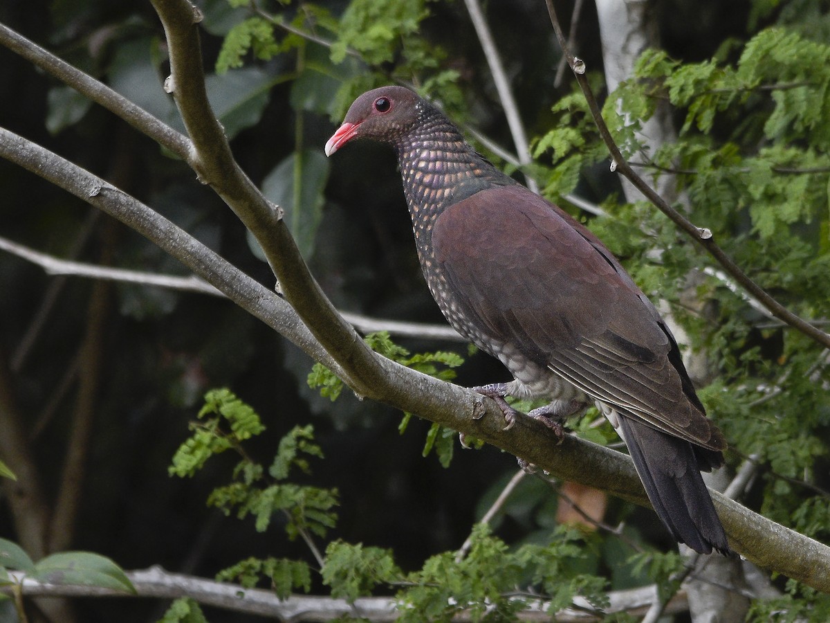 Scaled Pigeon - ML493960221