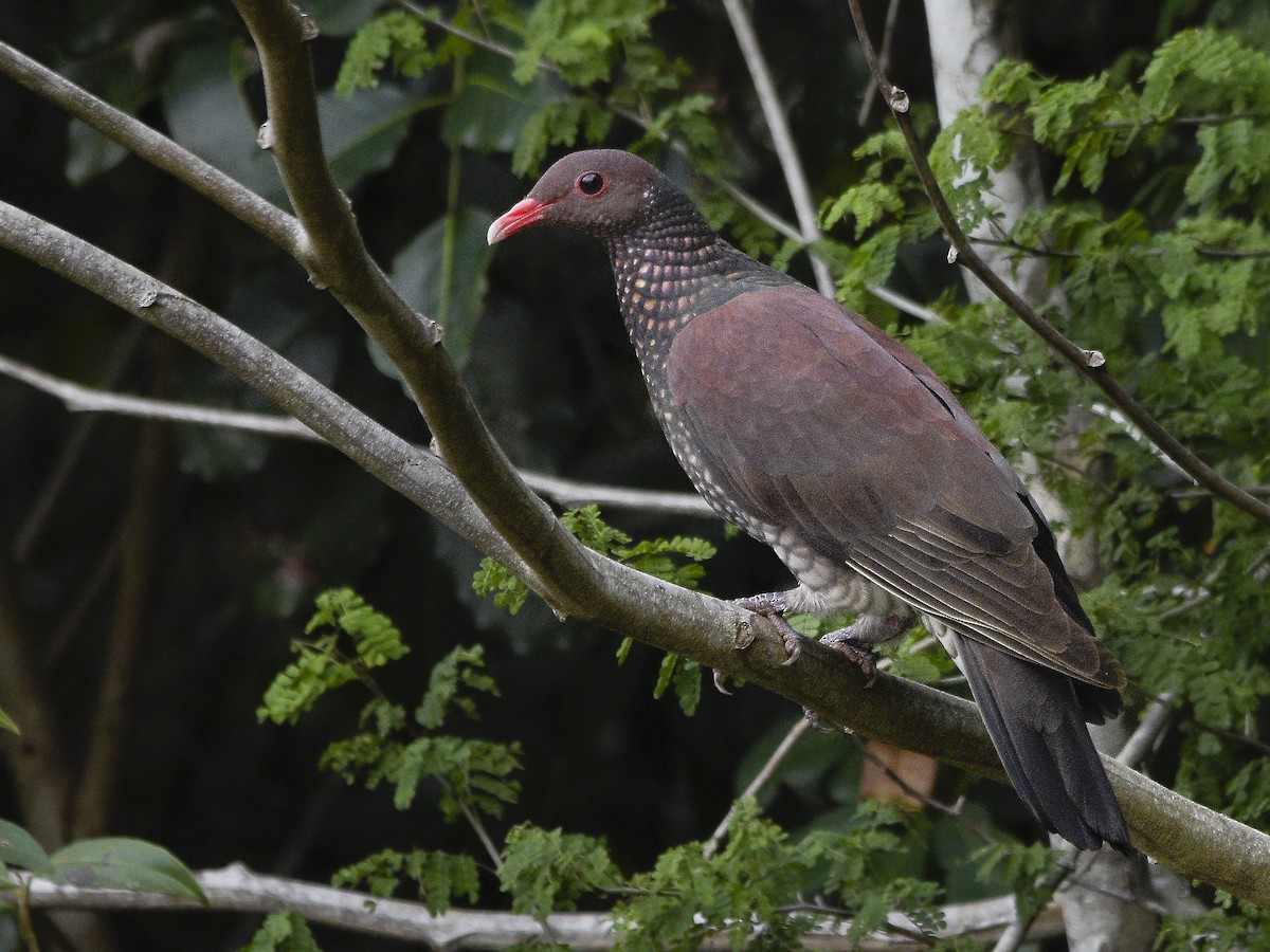 Scaled Pigeon - ML493960231