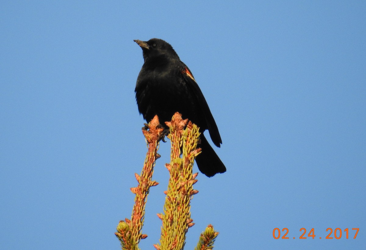 Red-winged Blackbird - Carol Baird Molander