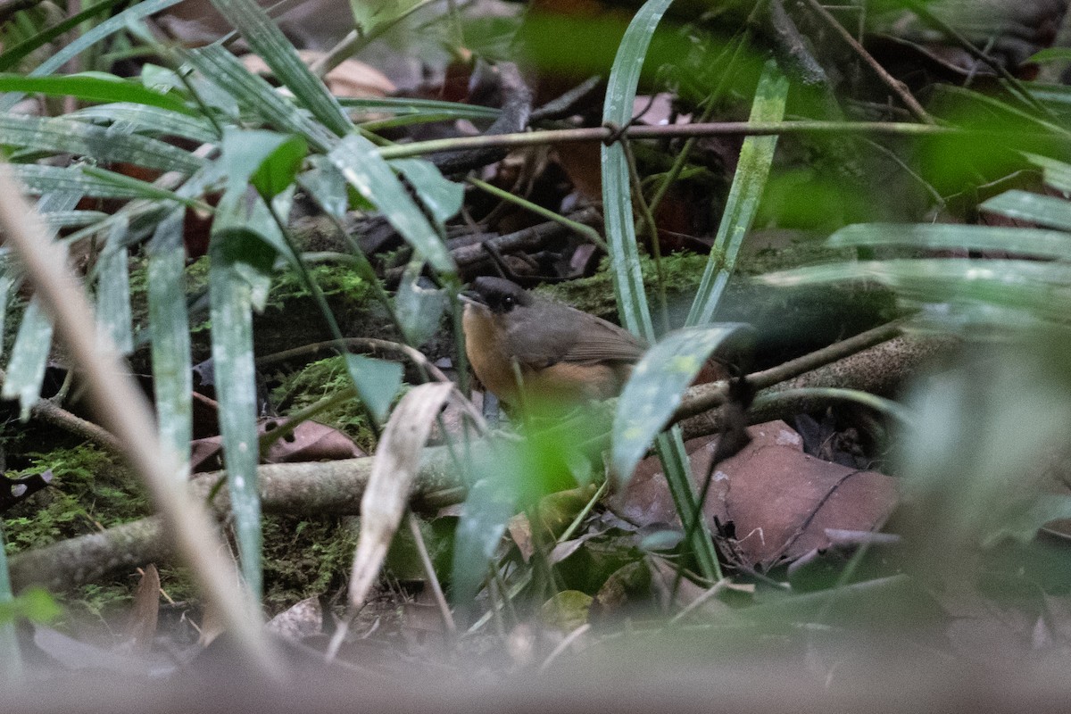 Rusty Mouse-Warbler - ML493961881