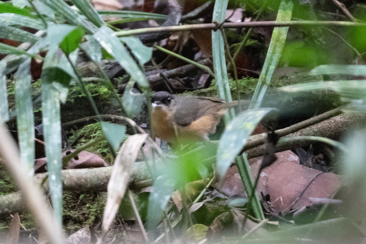 Rusty Mouse-Warbler - ML493961891