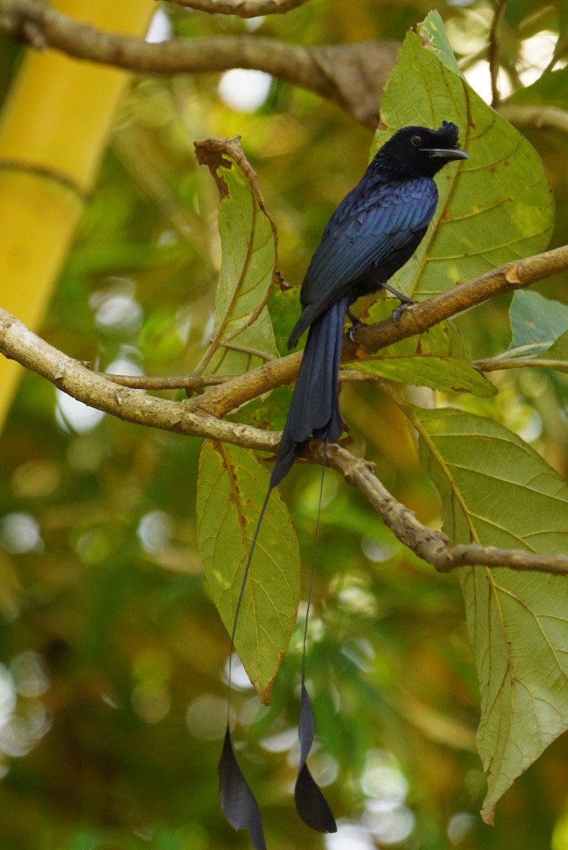 Greater Racket-tailed Drongo - ML49396361