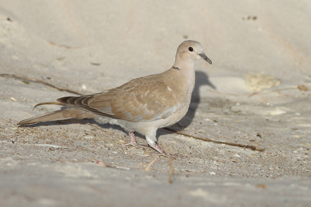 Eurasian Collared-Dove - ML49397561
