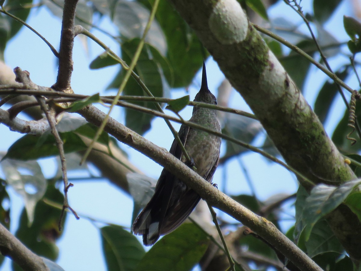 Scaly-breasted Hummingbird - ML49397731