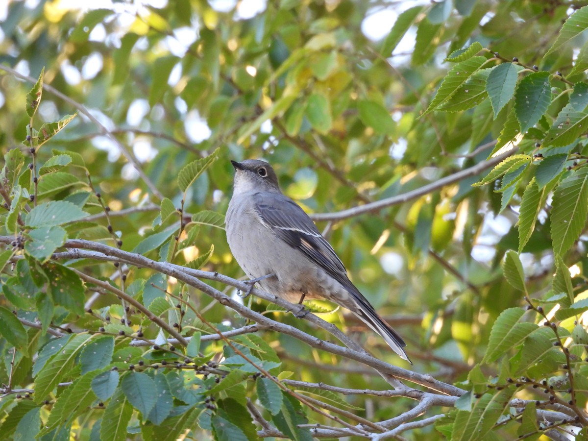 Townsend's Solitaire - ML493983911