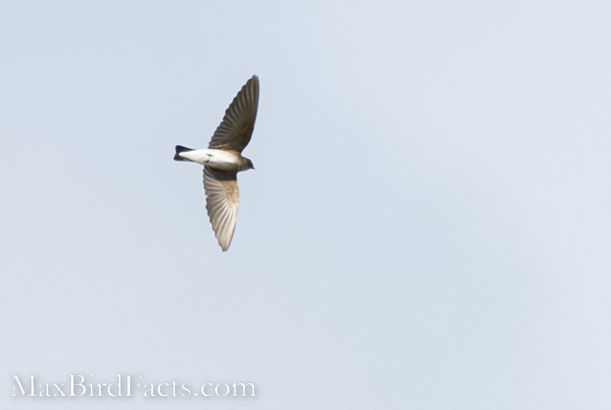 Northern Rough-winged Swallow - ML493984291