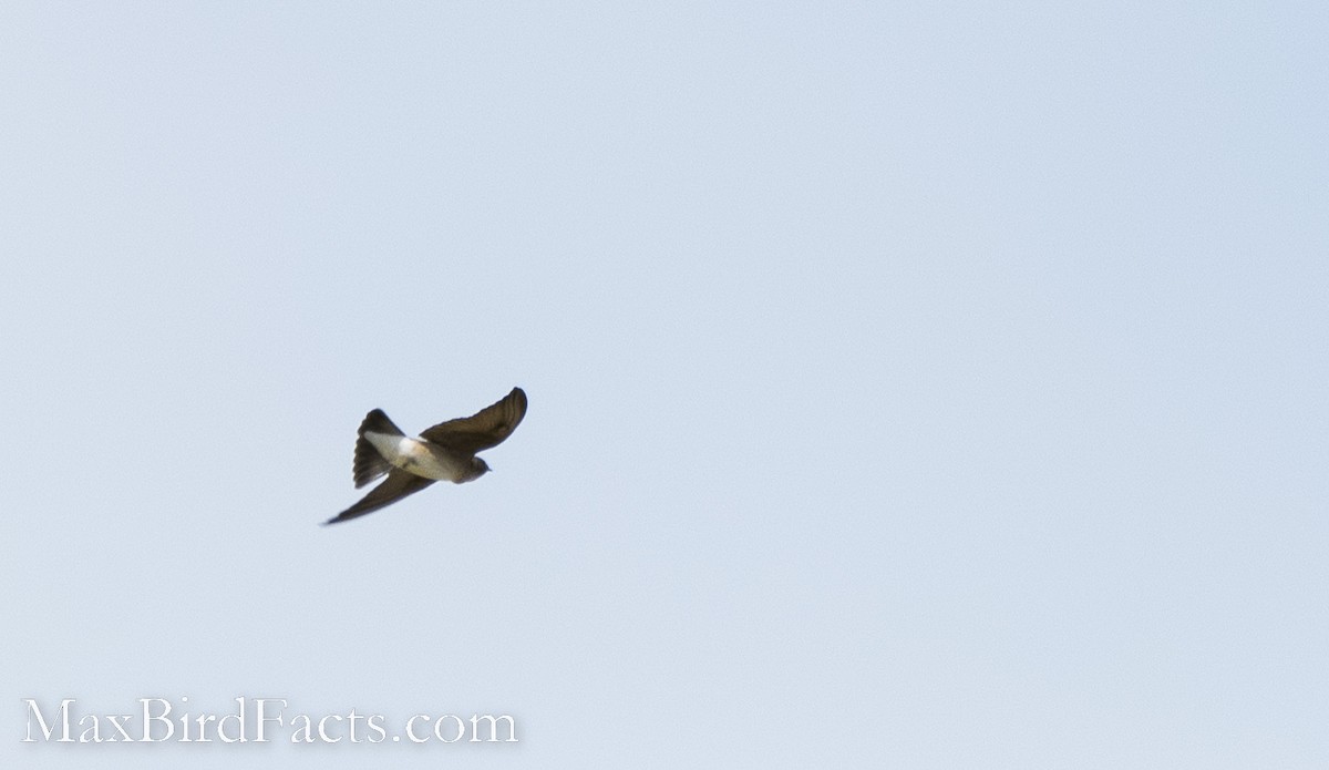 Northern Rough-winged Swallow - ML493984301