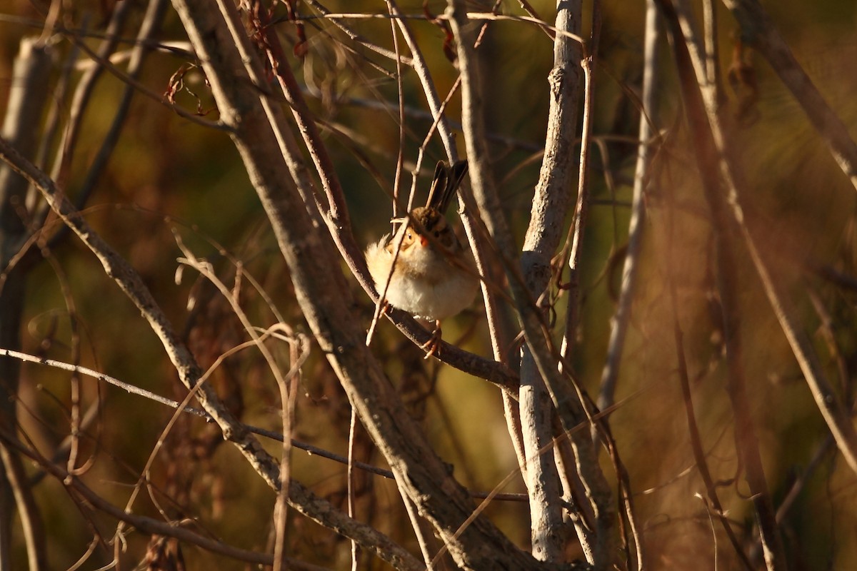 Clay-colored Sparrow - ML493985141