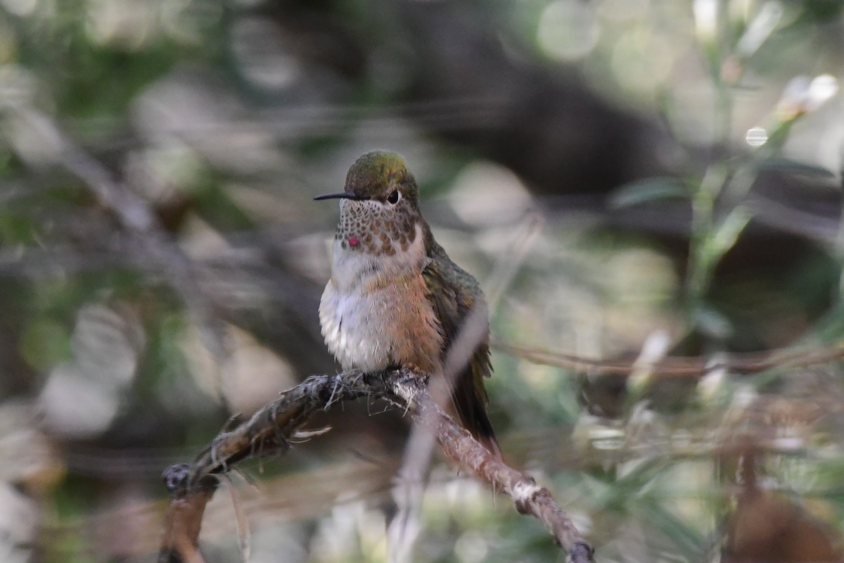 Broad-tailed Hummingbird - ML493986671
