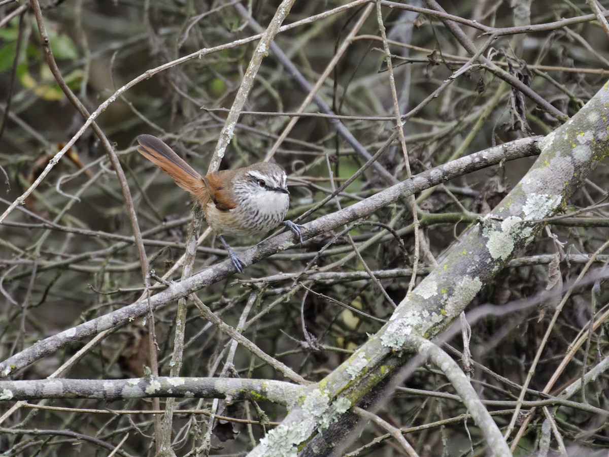 Necklaced Spinetail - ML493990401