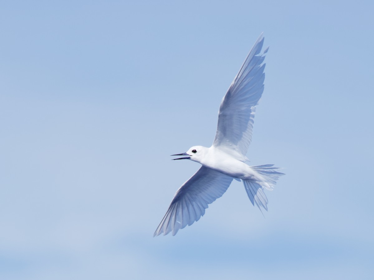 White Tern - Dina Perry