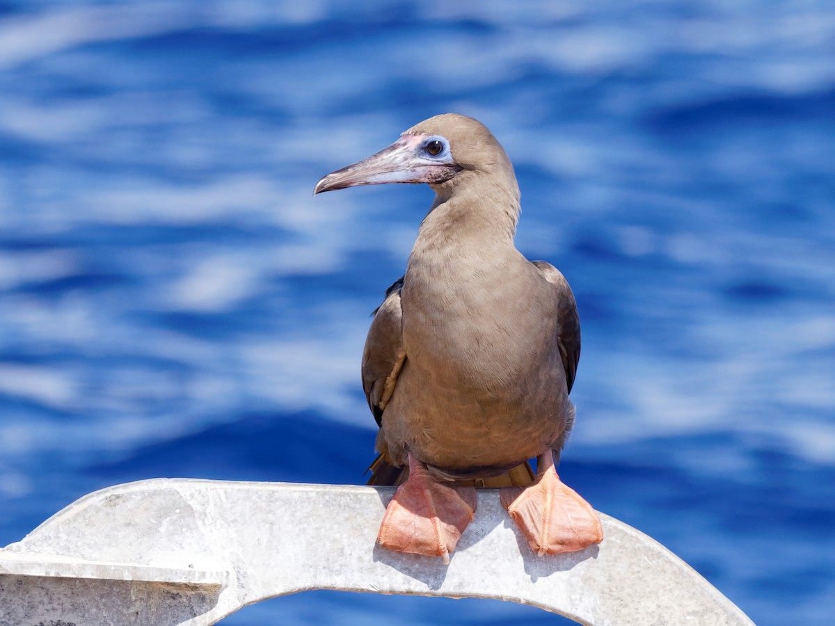 Red-footed Booby - ML493991891
