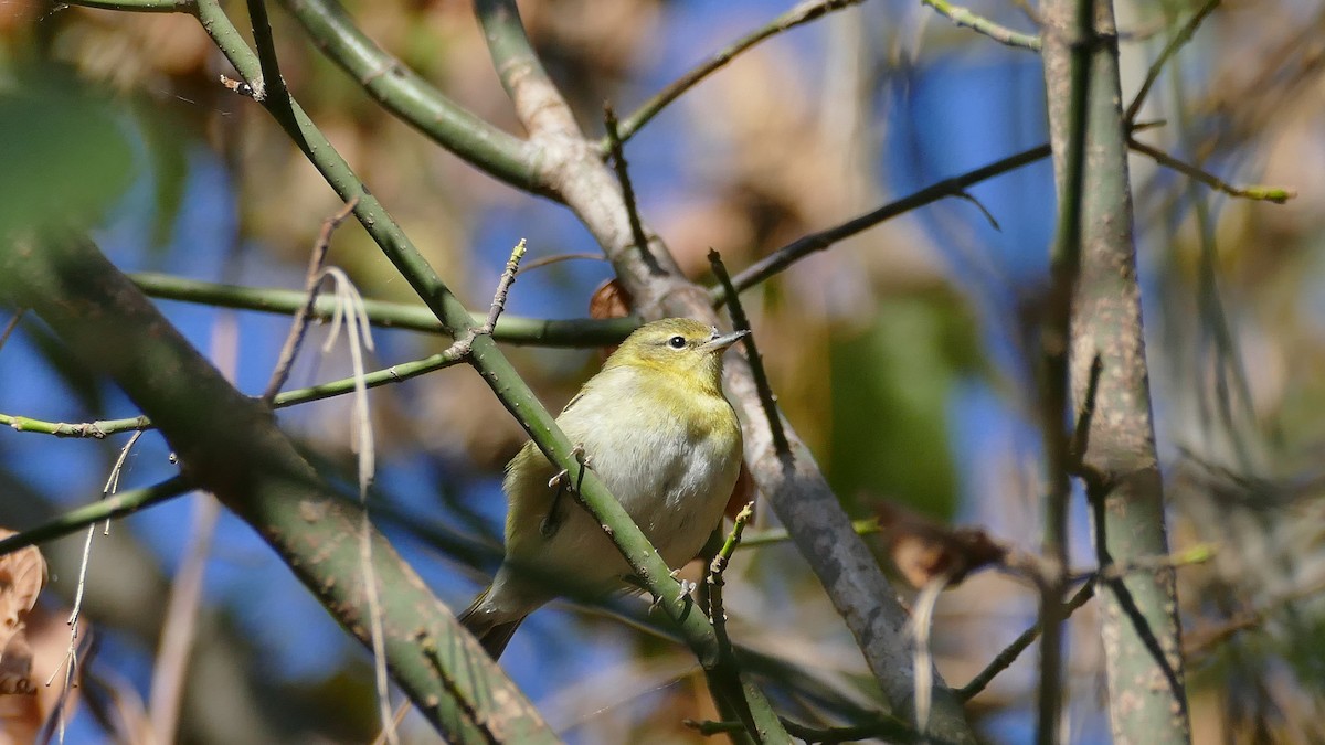 Tennessee Warbler - Avery Fish