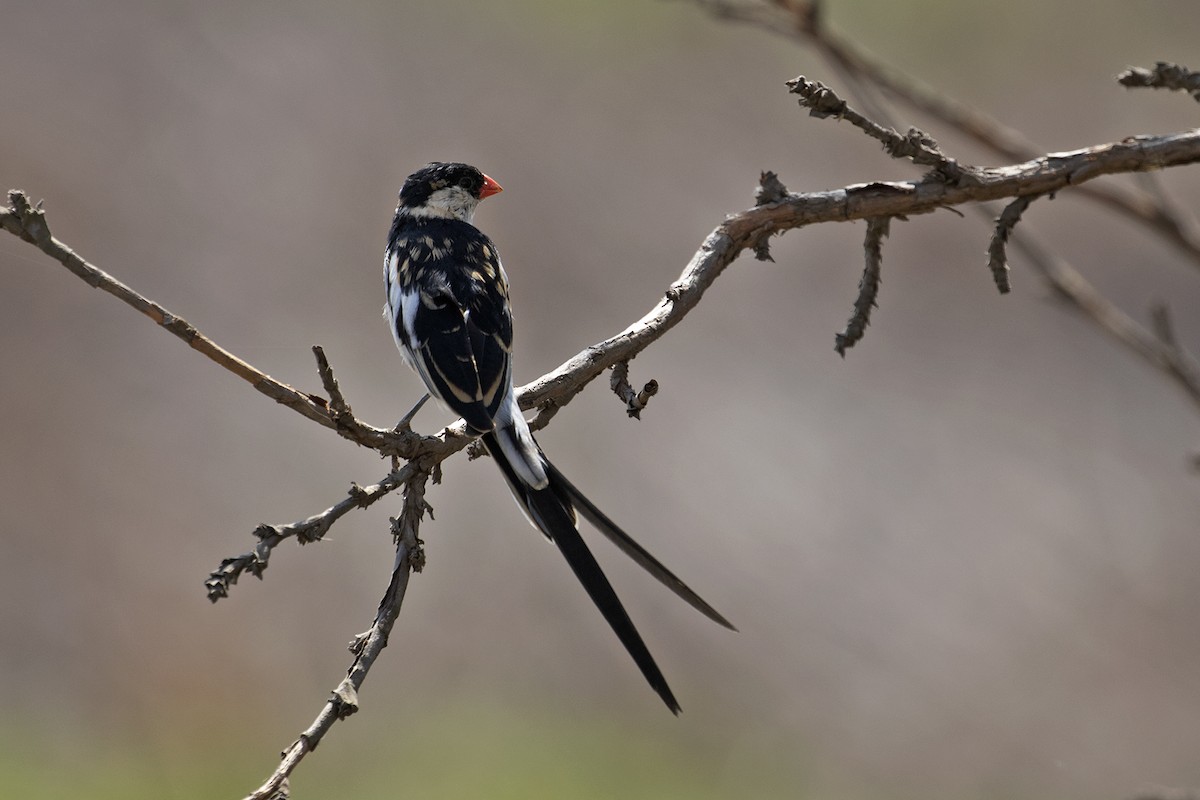 Pin-tailed Whydah - ML494002531