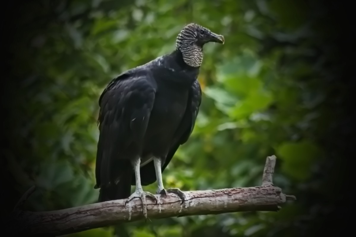 Black Vulture - ML494006681