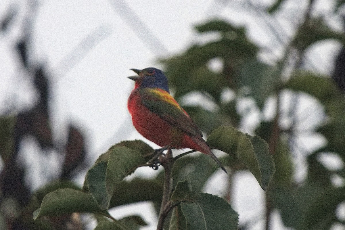 Painted Bunting - ML494007101