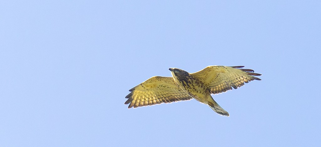 Broad-winged Hawk - manuel grosselet