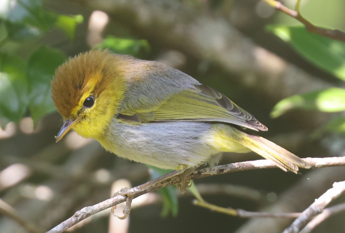 Yellow-throated Woodland-Warbler - ML494009271