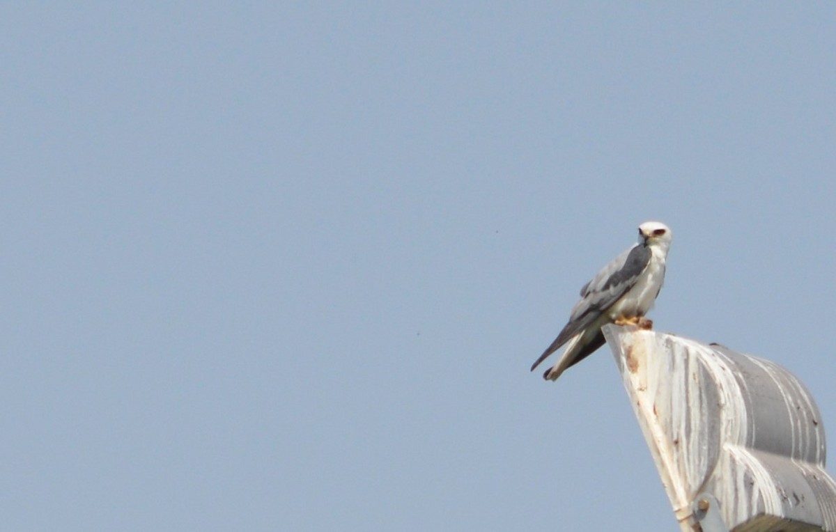 White-tailed Kite - ML494010861