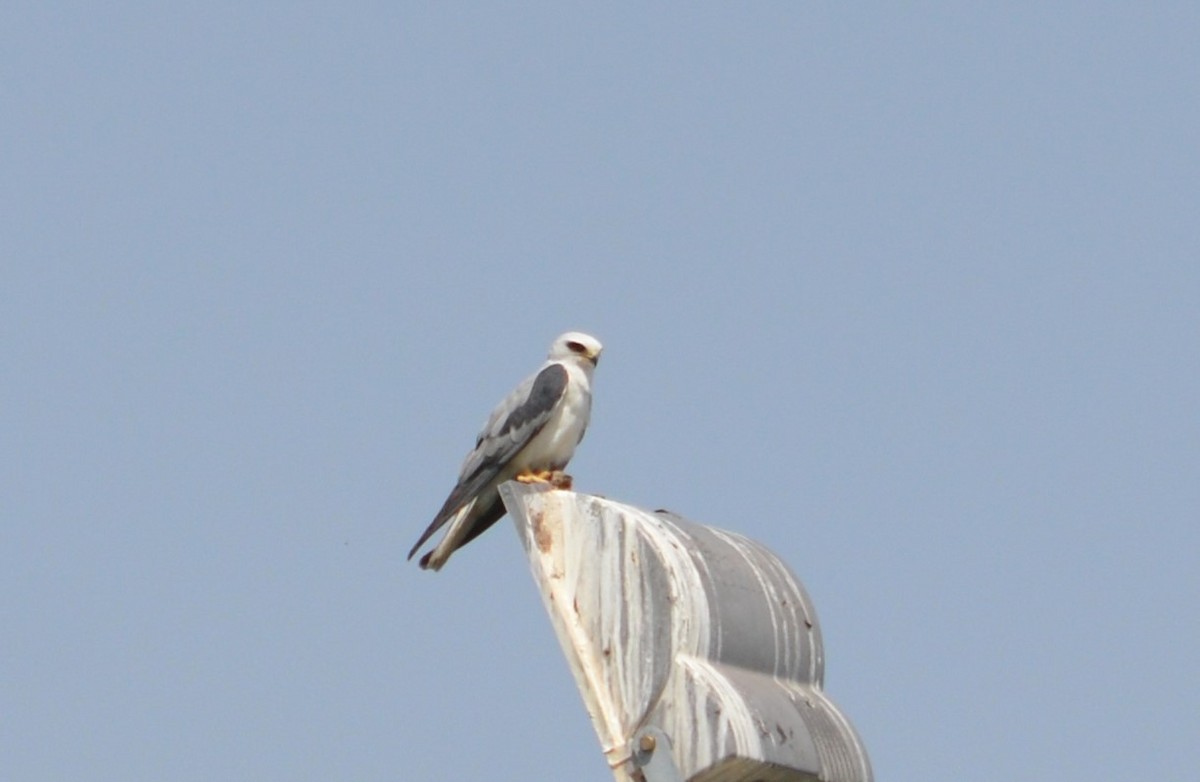 White-tailed Kite - ML494010871