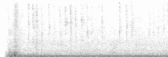 White-eared Hummingbird - ML494015921
