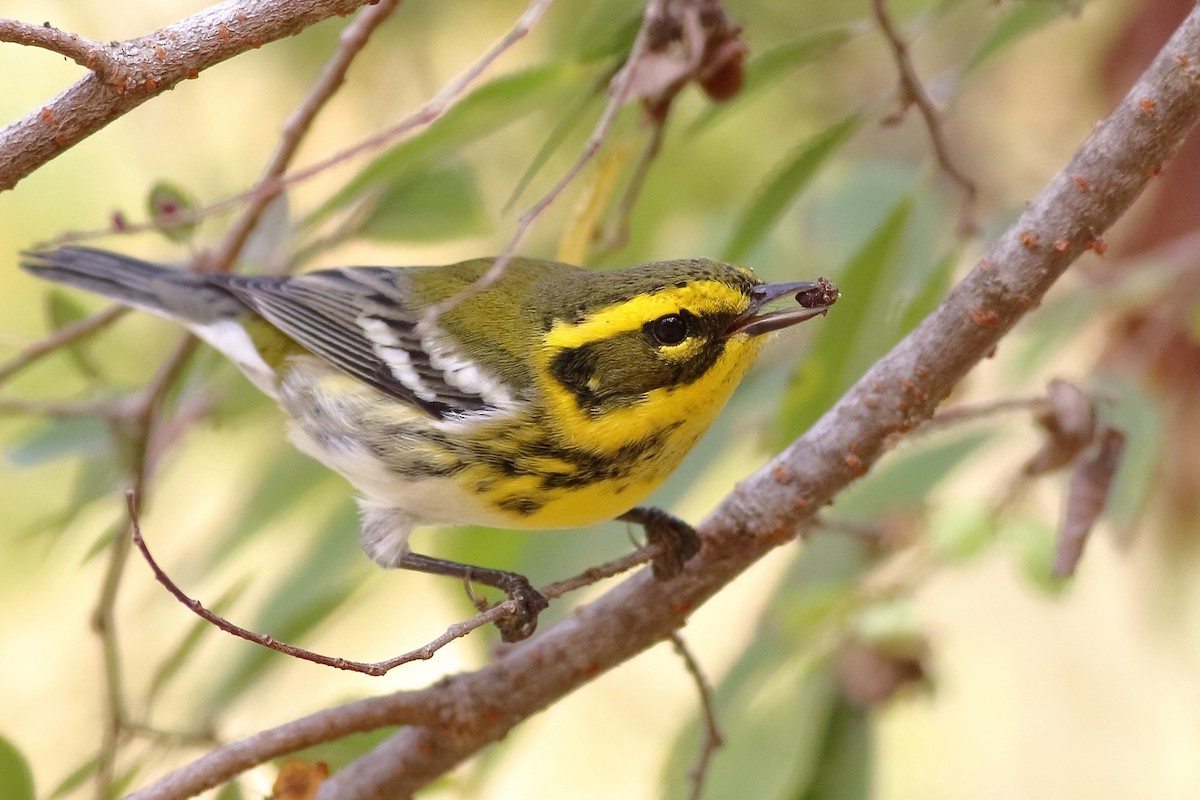 Ml494017131 townsend s warbler macaulay library