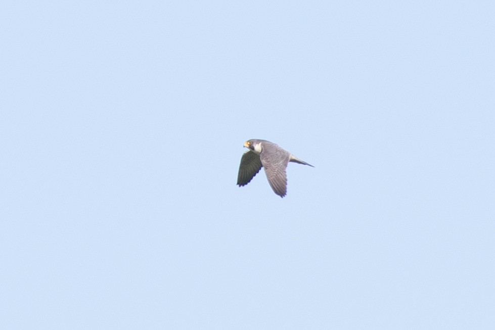 Peregrine Falcon (North American) - ML49402121