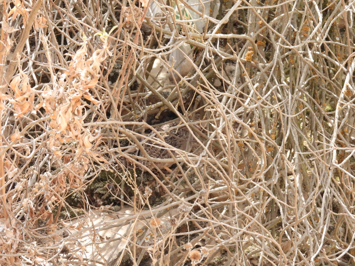 Tinamou des Andes - ML494022221