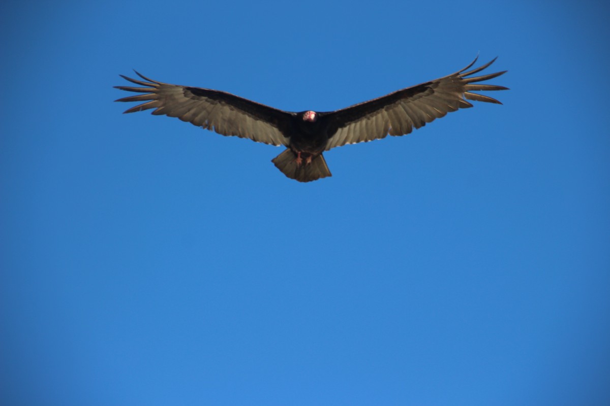 Turkey Vulture - ML49402271