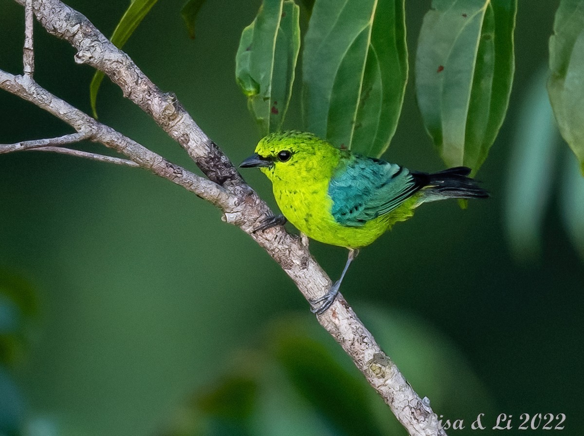 Dotted Tanager - ML494027341