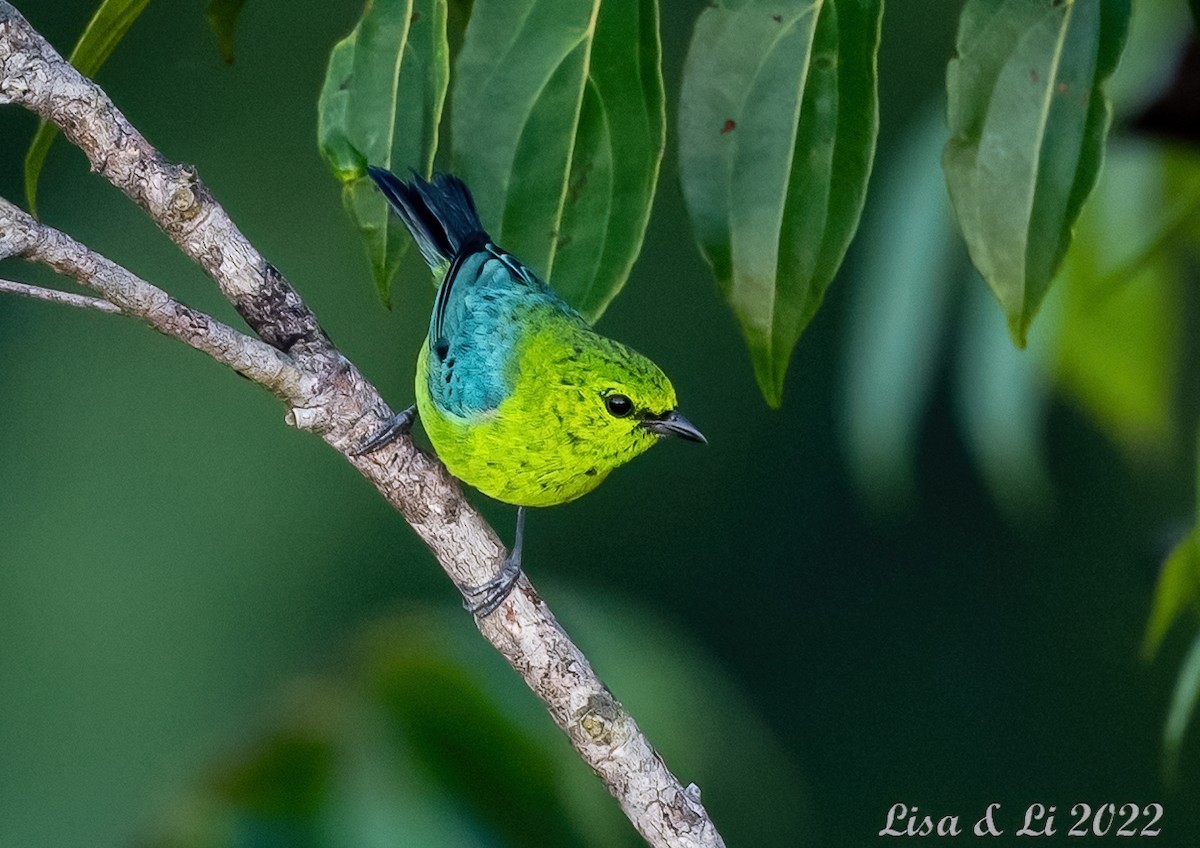 Dotted Tanager - ML494027401