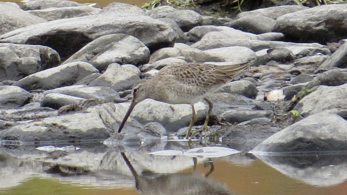 Long-billed Dowitcher - ML494028781