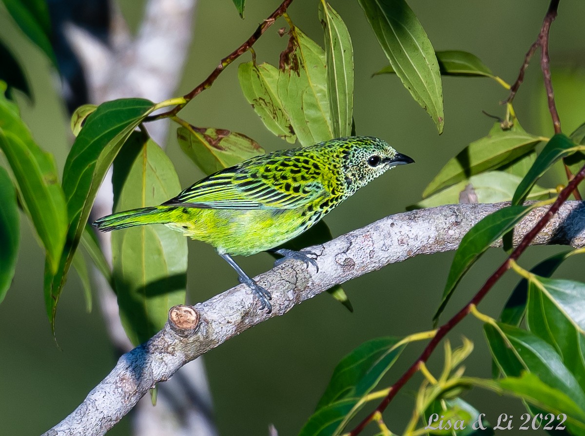 Spotted Tanager - ML494029741