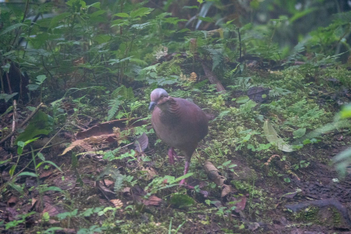 White-throated Quail-Dove - Forest Tomlinson