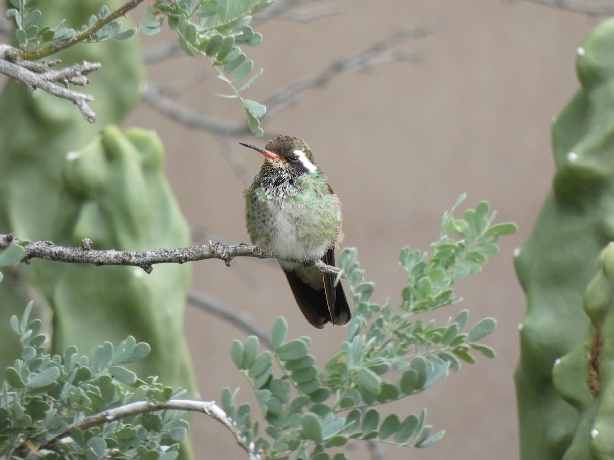 White-eared Hummingbird - ML494039541