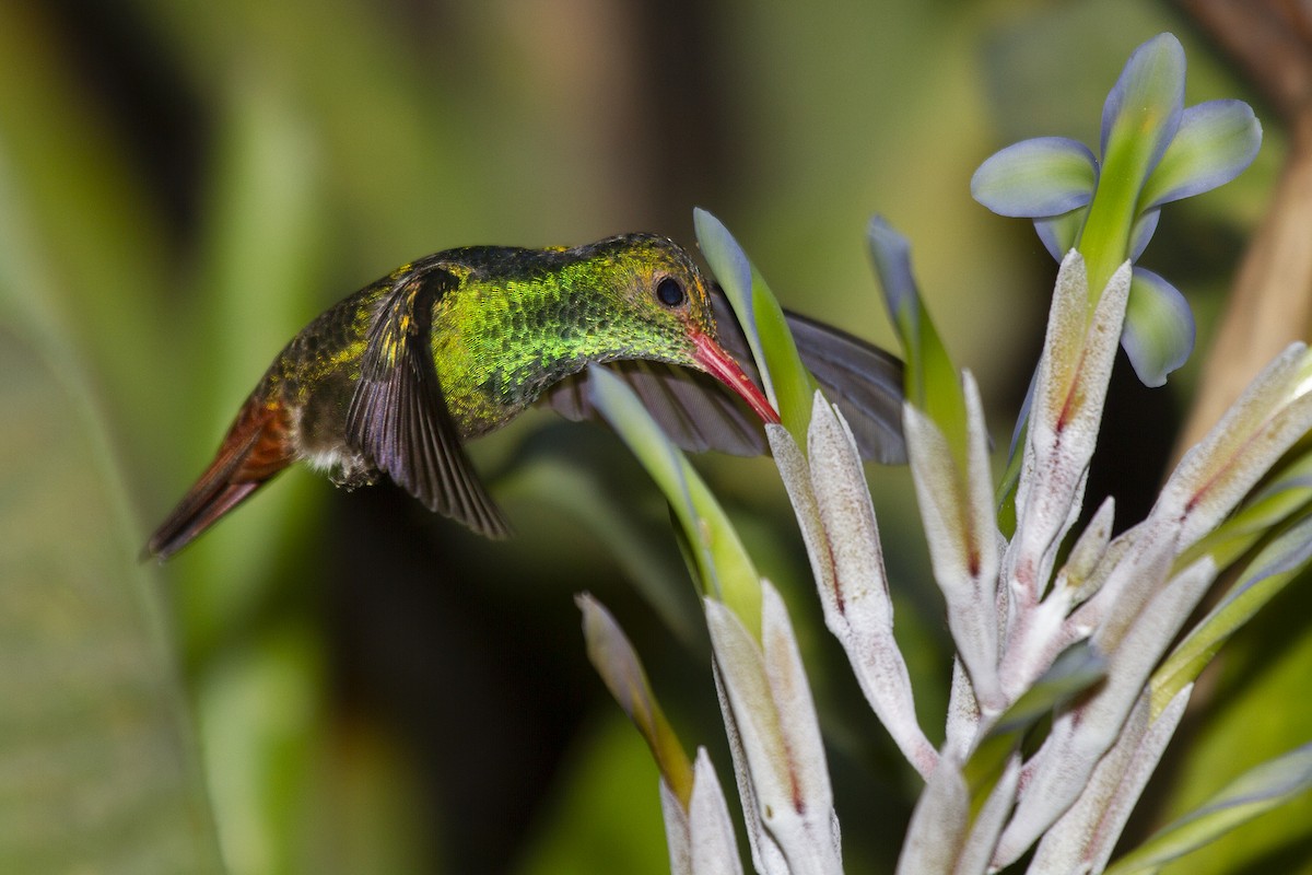 Rufous-tailed Hummingbird - ML494040681