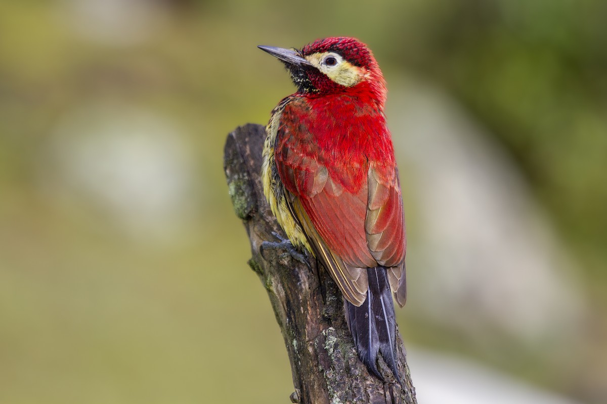 Crimson-mantled Woodpecker - ML494042321