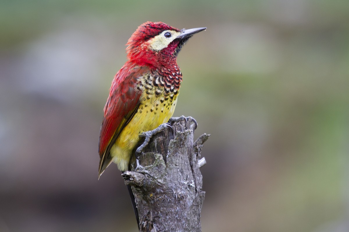 Crimson-mantled Woodpecker - ML494042331