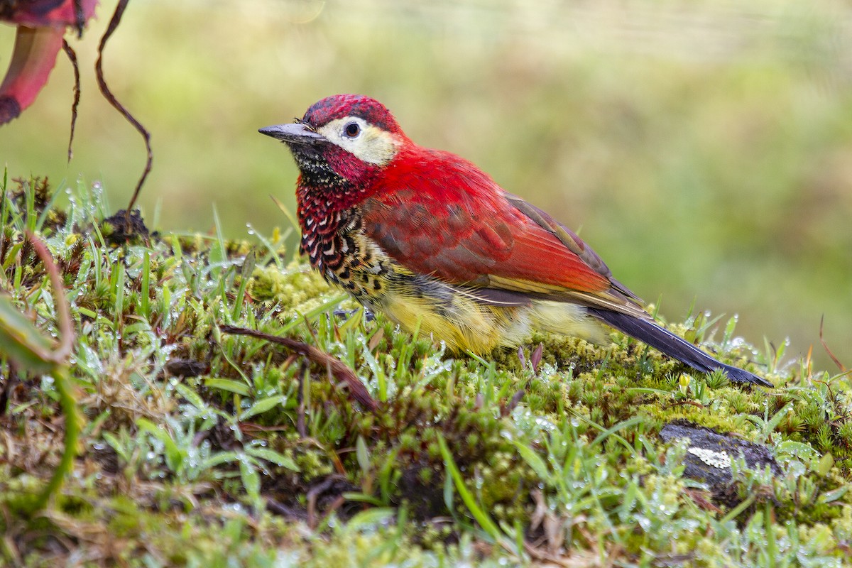 Crimson-mantled Woodpecker - ML494042341