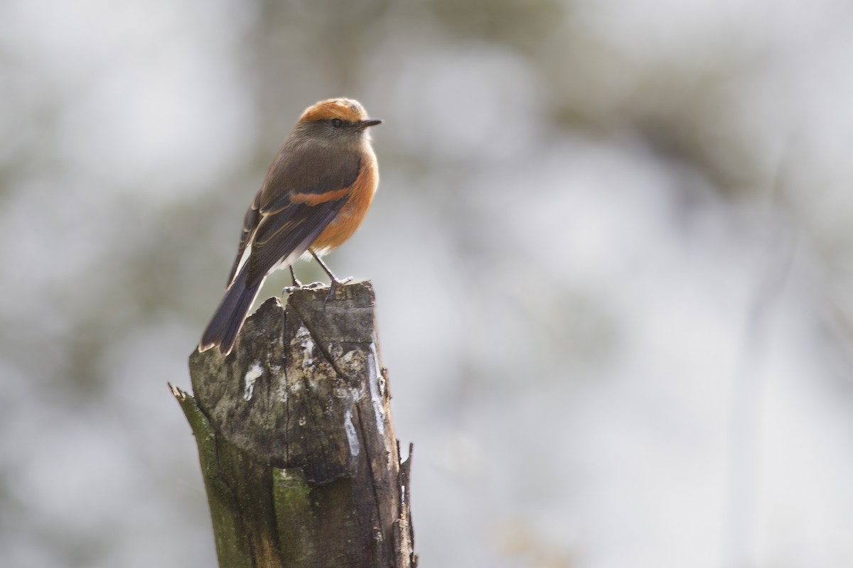 Rufous-browed Chat-Tyrant - ML494044271
