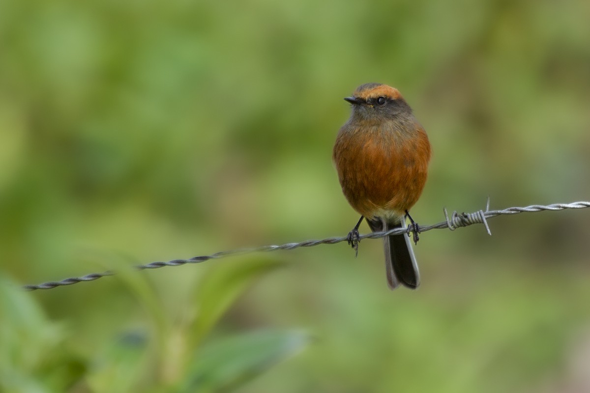 Rufous-browed Chat-Tyrant - ML494044281