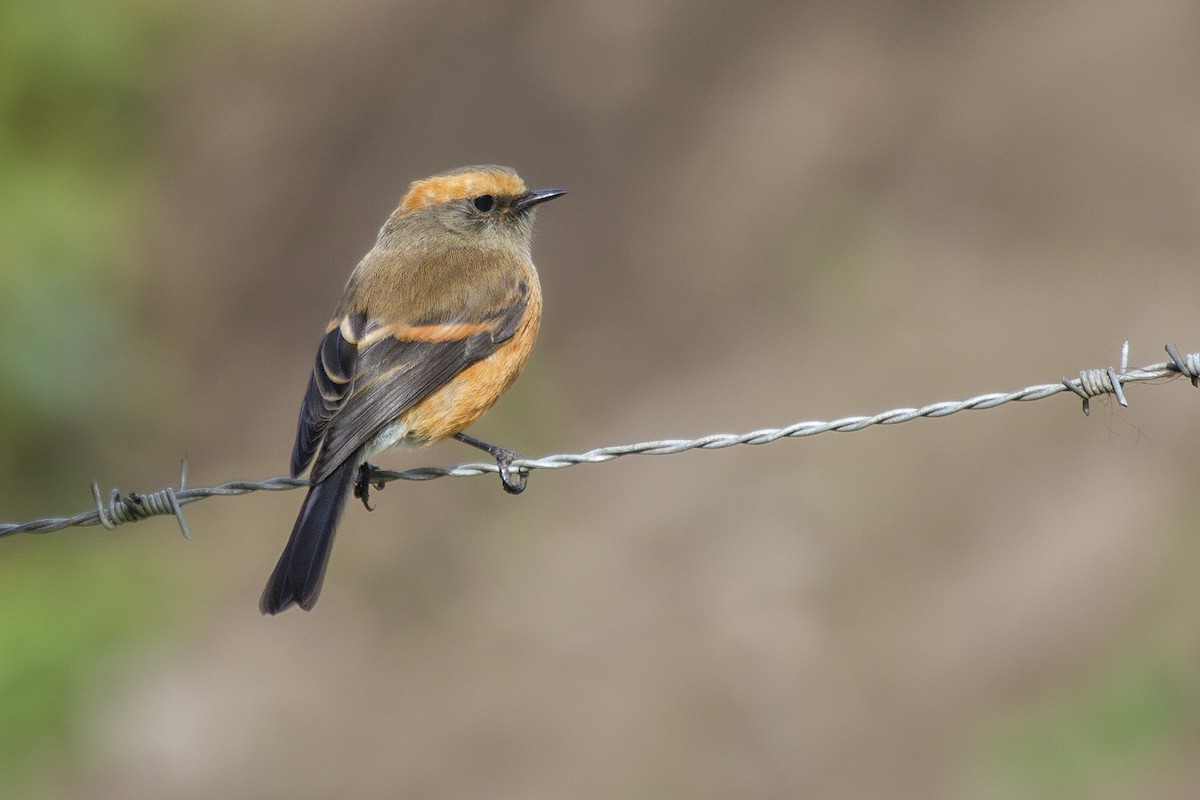 Rufous-browed Chat-Tyrant - ML494044291