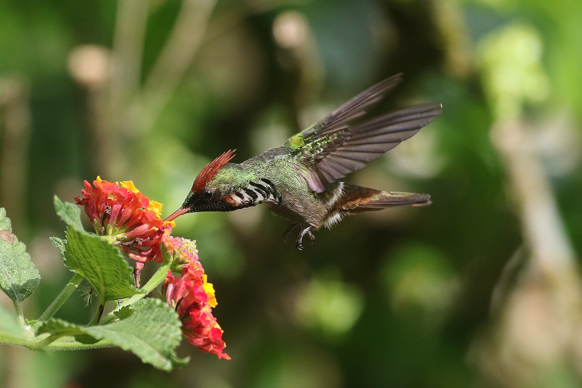 Frilled Coquette - ML494046861