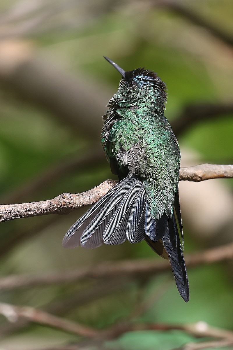 Violet-capped Woodnymph - ML494047141