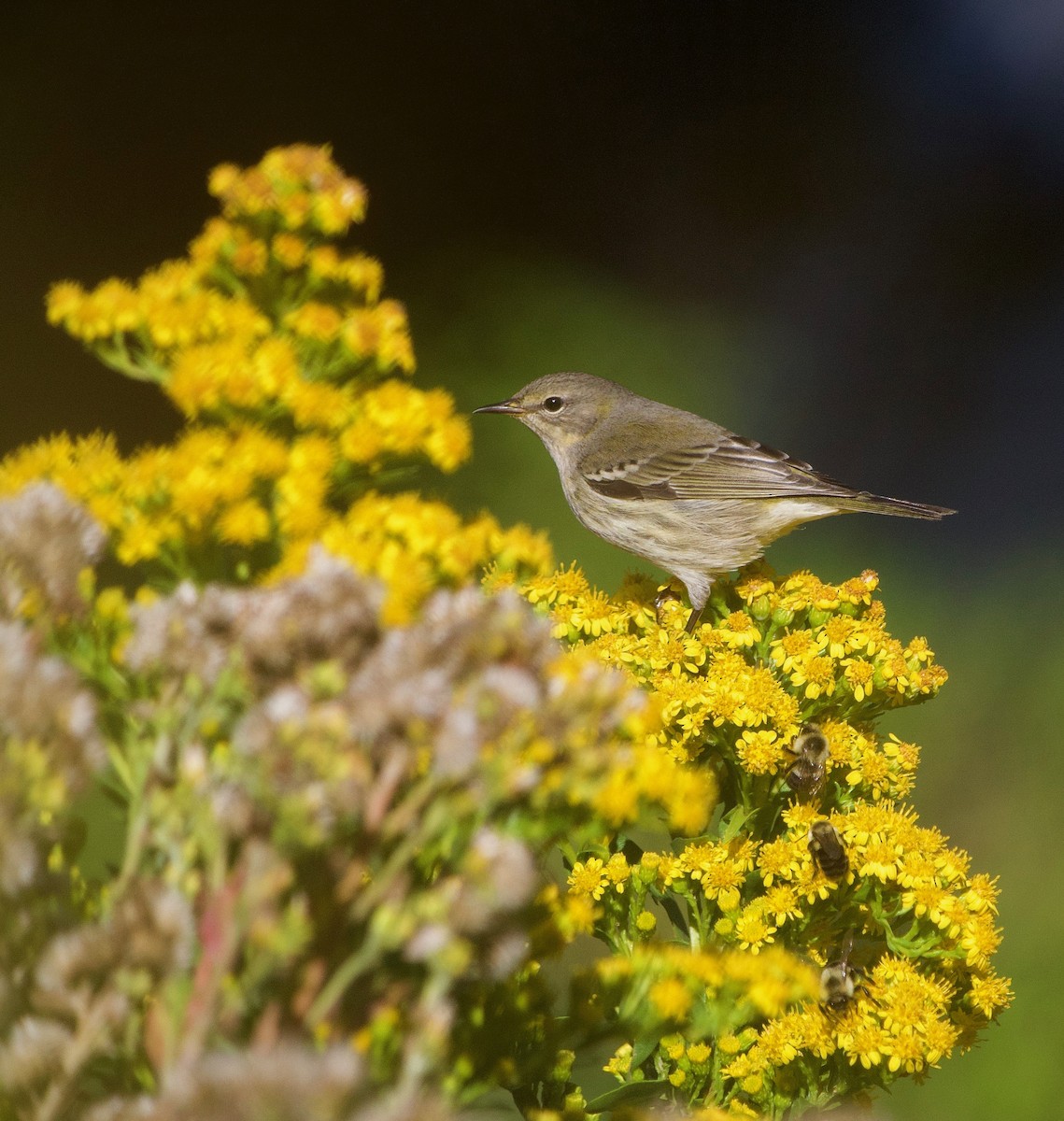 Cape May Warbler - ML494048961