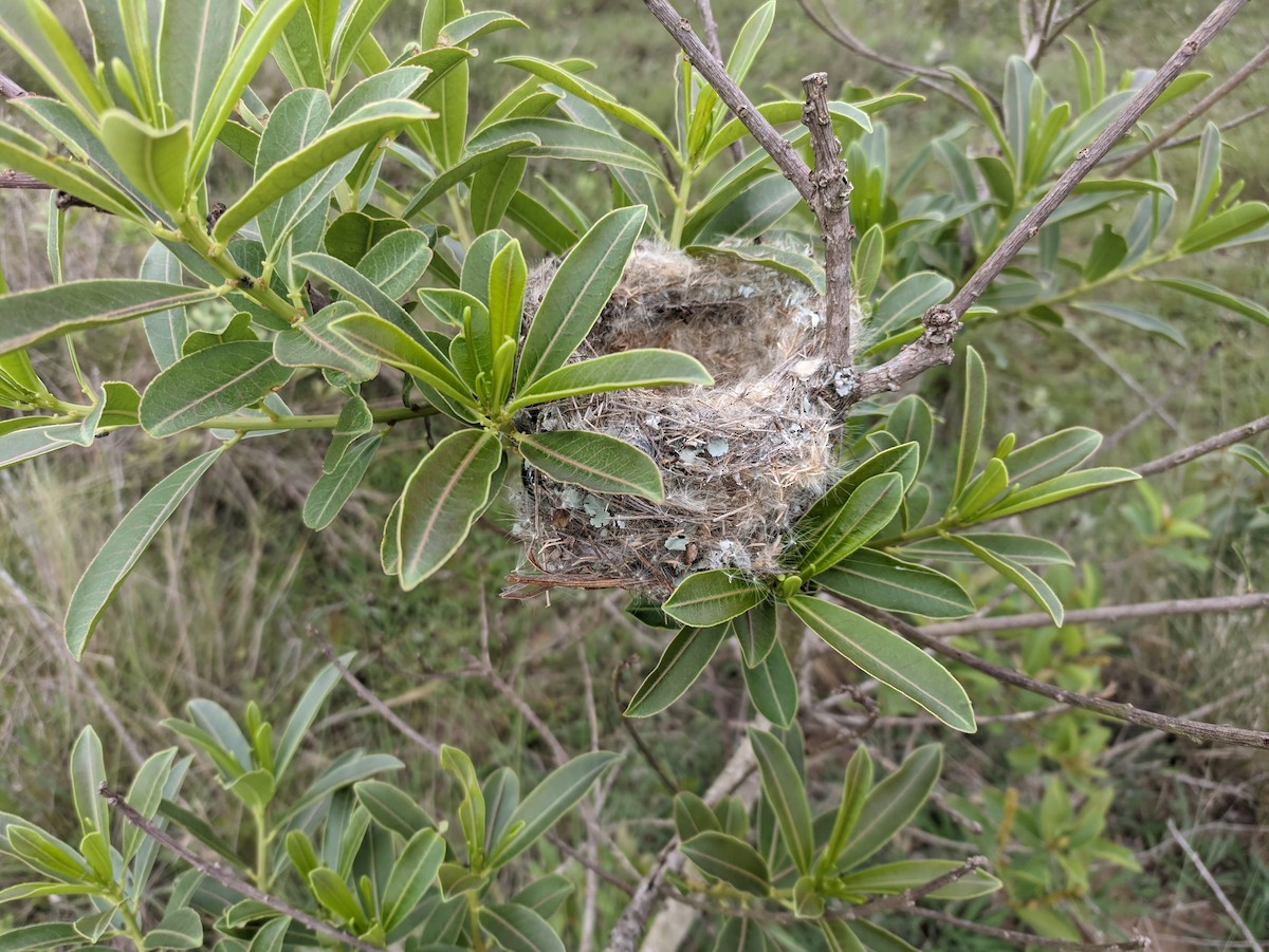 tyran savanový (ssp. savana) - ML494049151