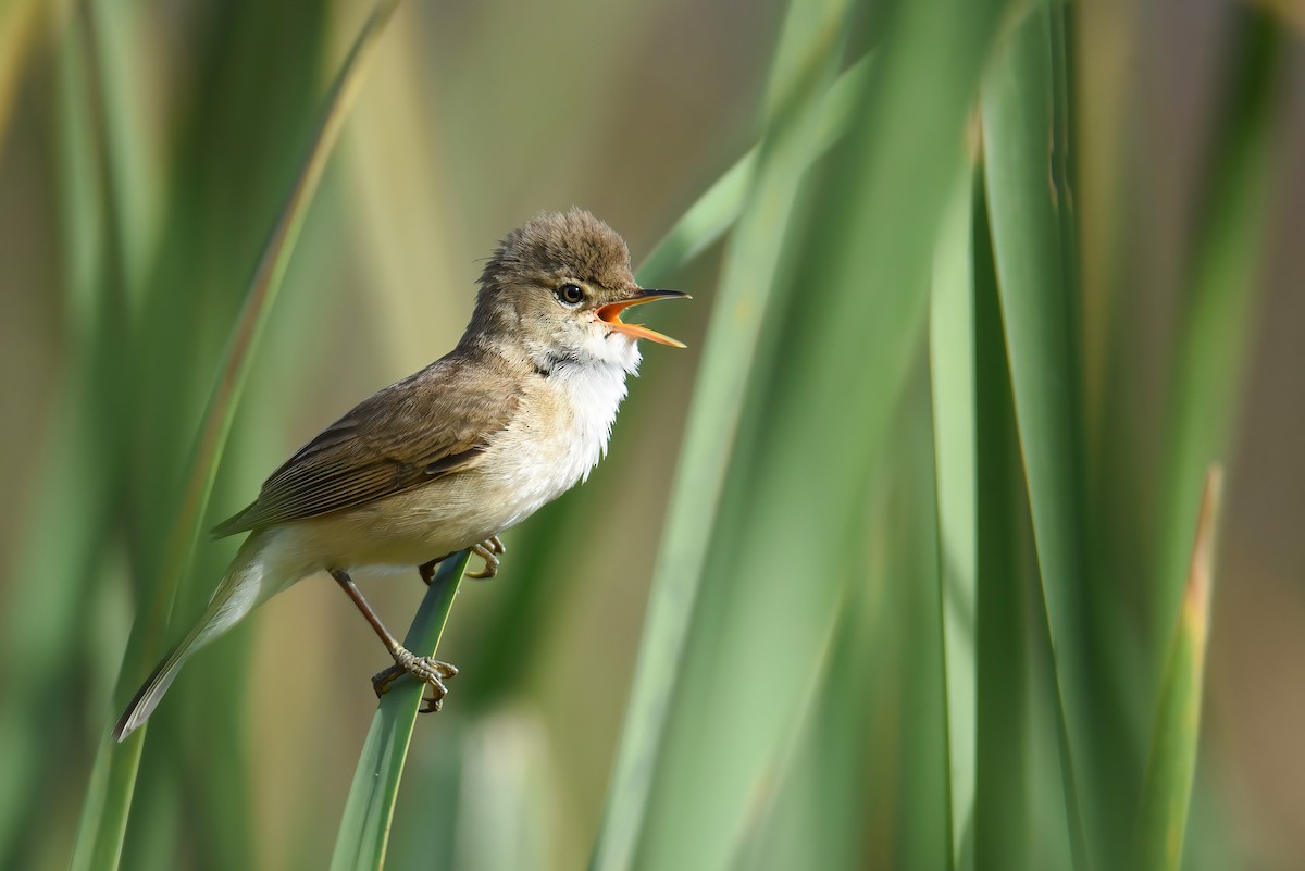 Common Reed Warbler (African) - ML494051891