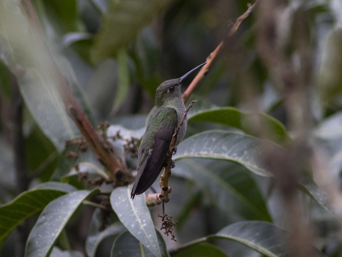 Sombre Hummingbird - ML494052491