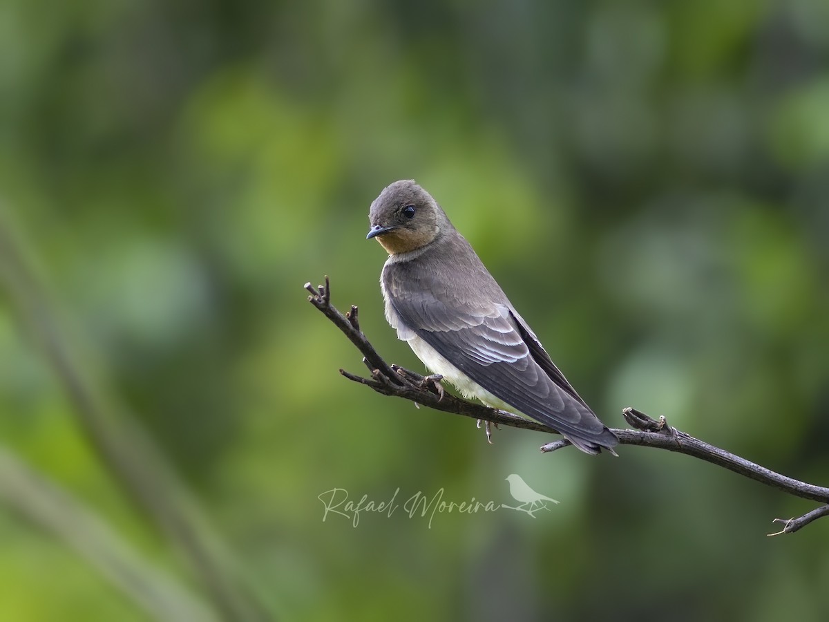 Southern Rough-winged Swallow - Rafael Gonçalves Moreira