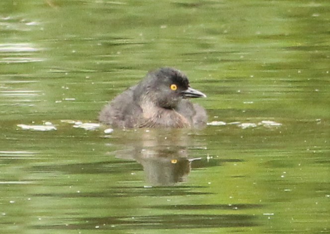 Least Grebe - Miguel  Magro